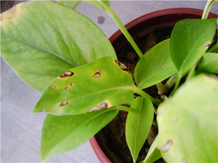 綠蘿養(yǎng)殖的注意事項(xiàng)