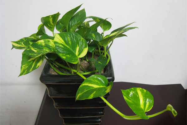 綠蘿的養(yǎng)殖方法和注意事項(xiàng)